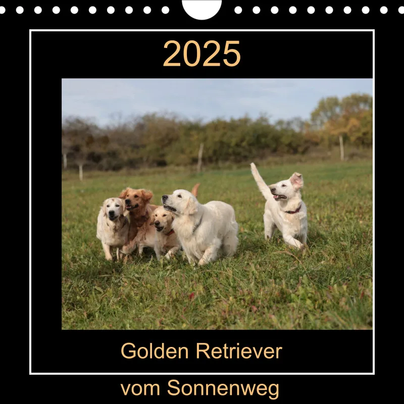 Golden Retriever Rudel