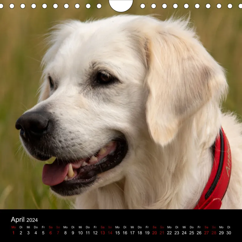 Golden Retriever vom Sonnenweg