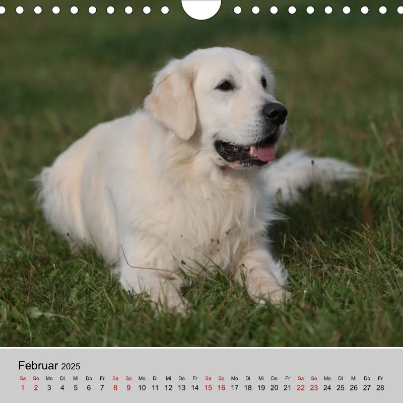 Golden Retriever Rudel