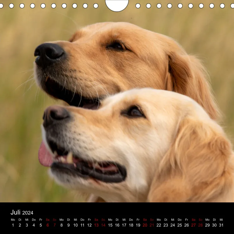 Golden Retriever vom Sonnenweg