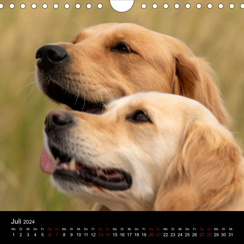 Golden Retriever vom Sonnenweg