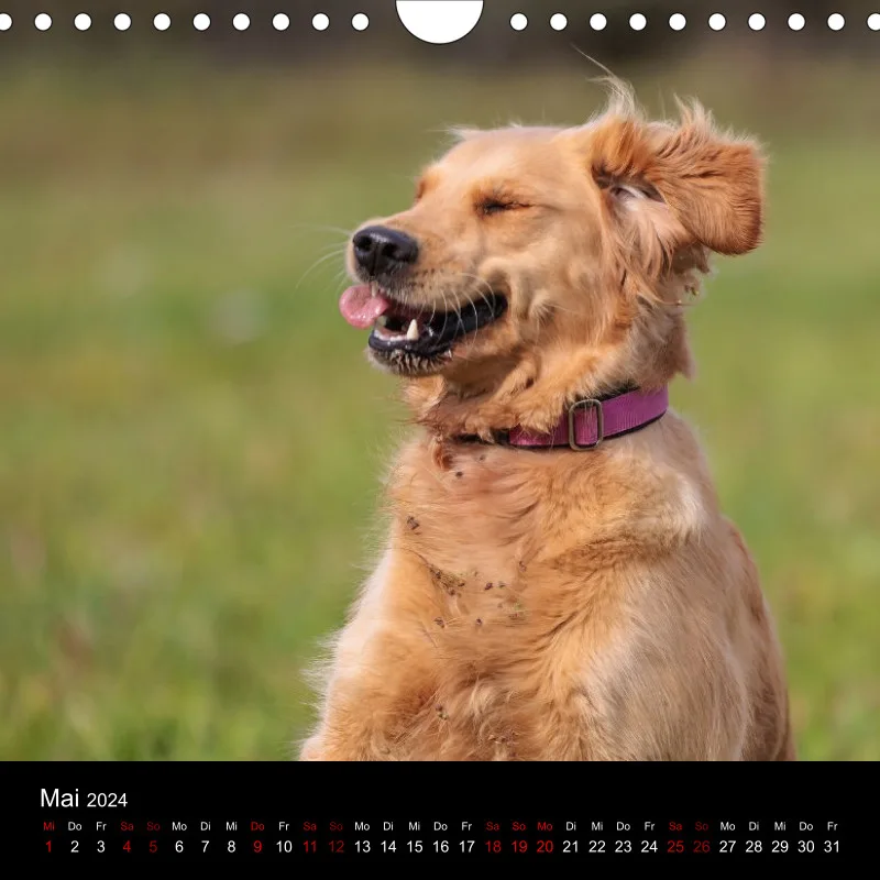 Golden Retriever vom Sonnenweg