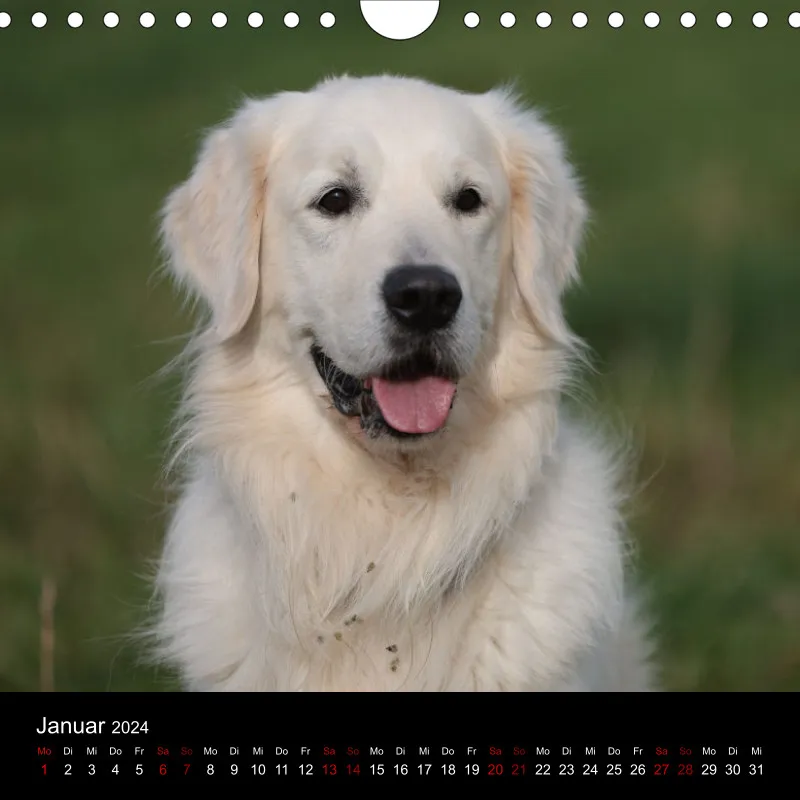 Golden Retriever vom Sonnenweg
