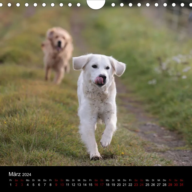 Golden Retriever vom Sonnenweg