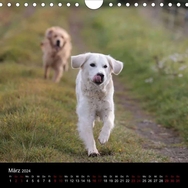 Golden Retriever vom Sonnenweg