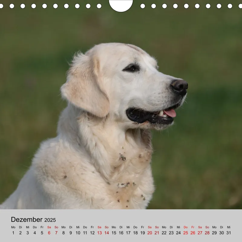 Golden Retriever Rudel