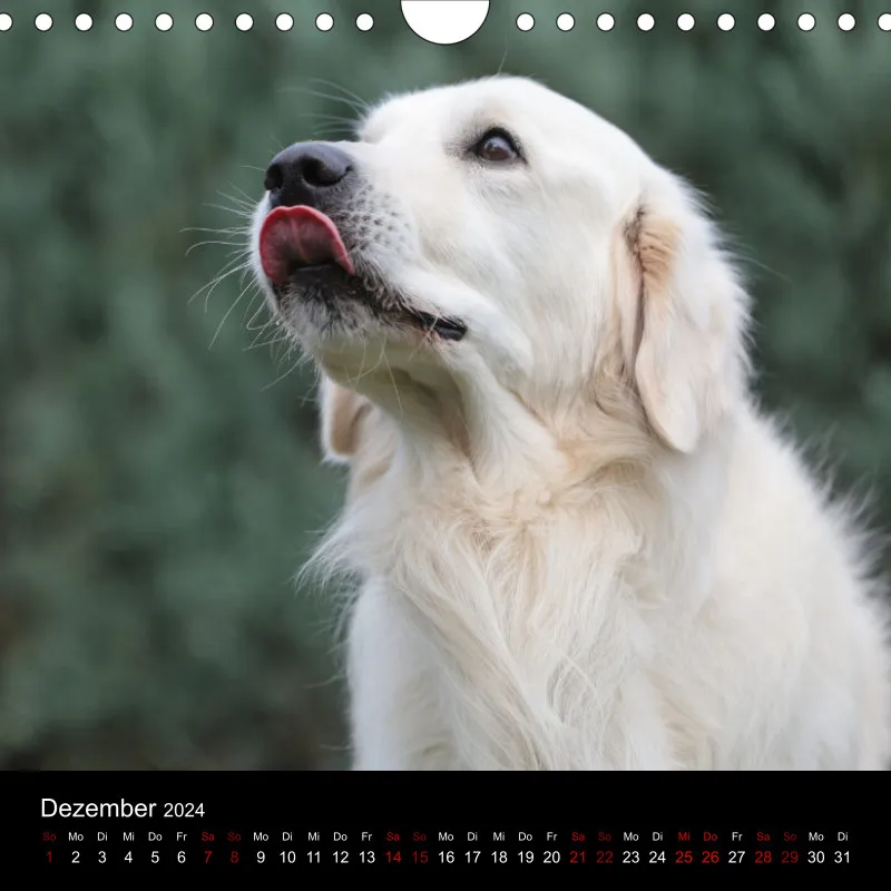 Golden Retriever vom Sonnenweg