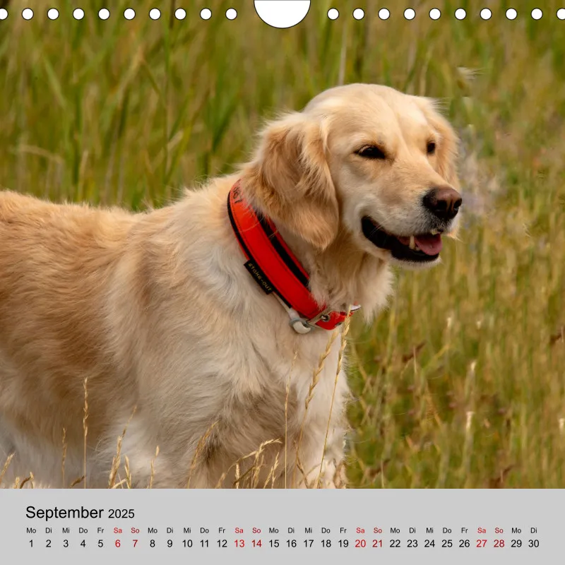 Golden Retriever Rudel