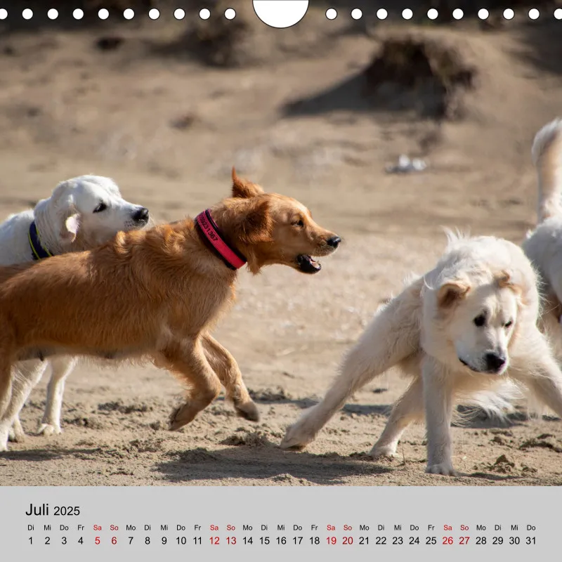 Golden Retriever Rudel