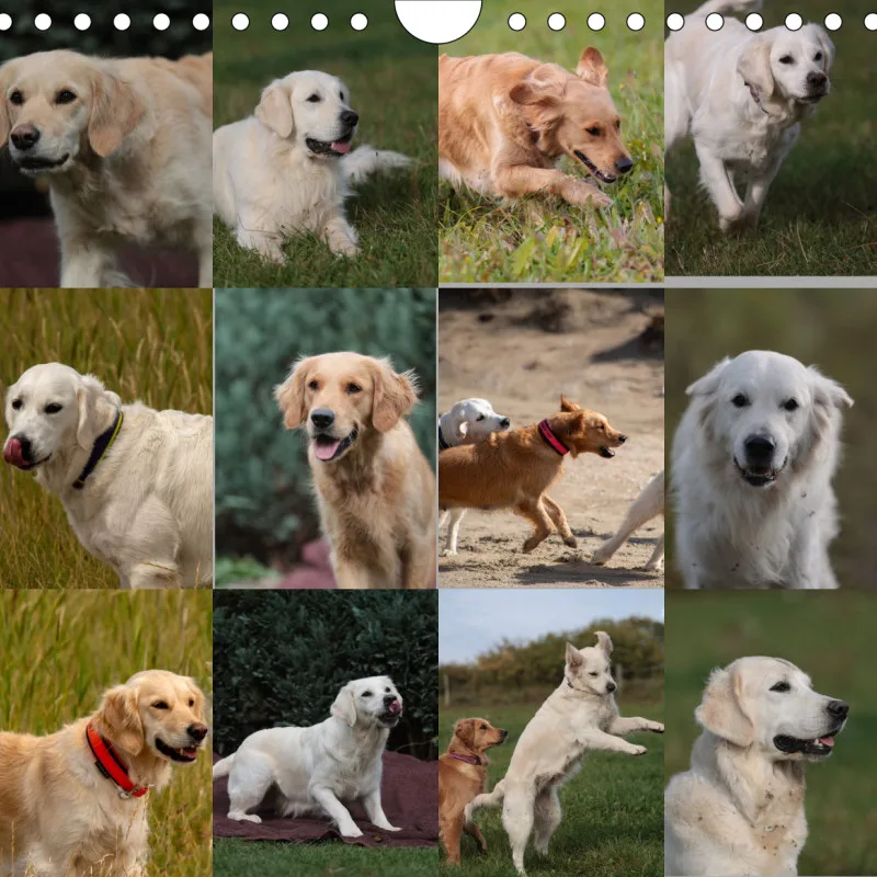 Golden Retriever Rudel