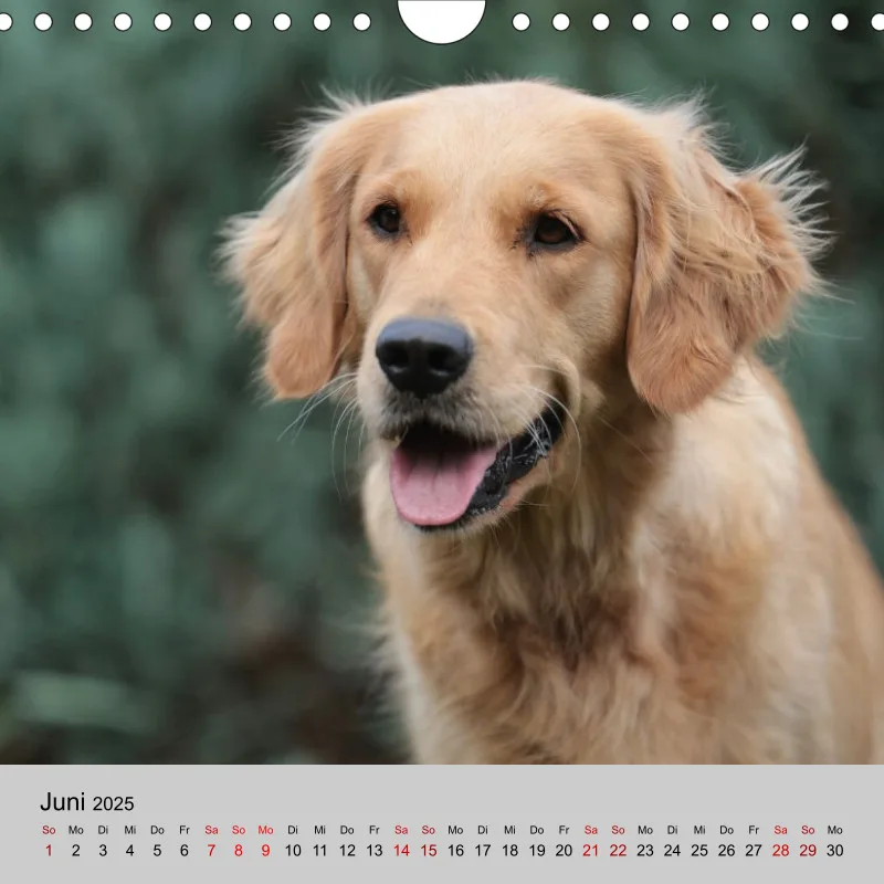 Golden Retriever Rudel