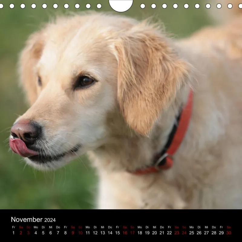 Golden Retriever vom Sonnenweg