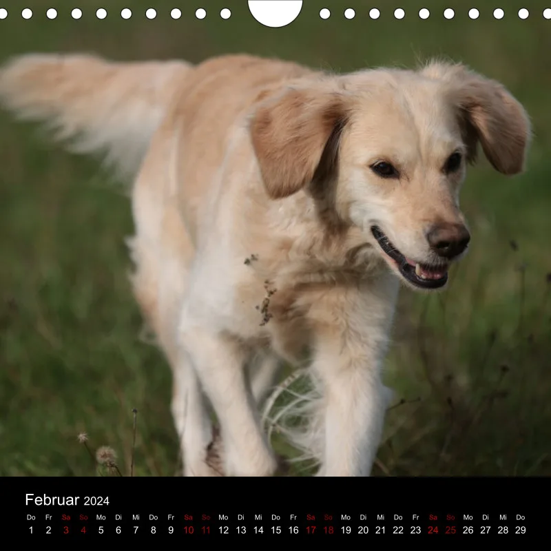 Golden Retriever vom Sonnenweg