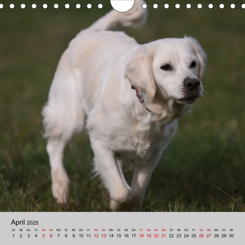 Golden Retriever Rudel