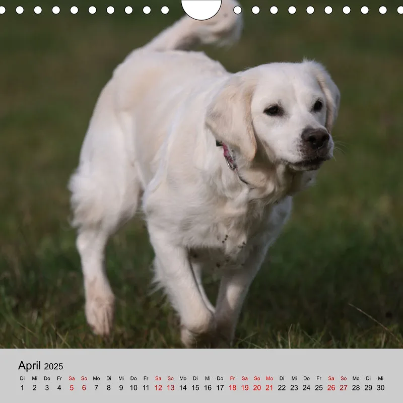 Golden Retriever Rudel