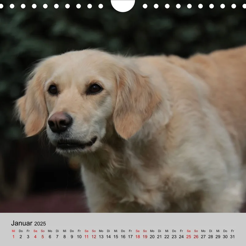 Golden Retriever Rudel