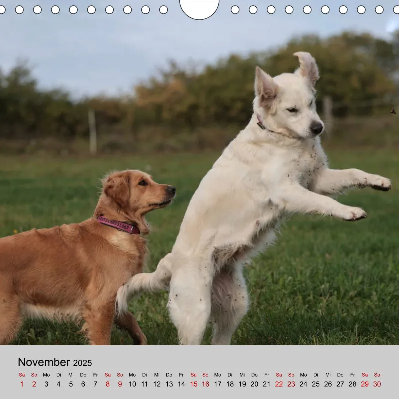 Golden Retriever Rudel