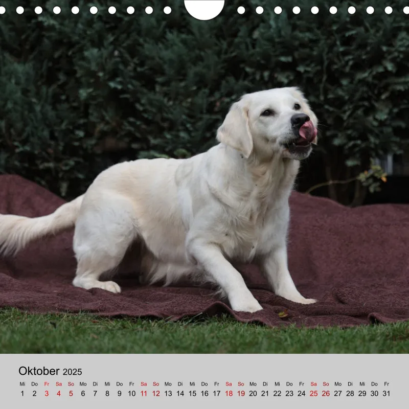 Golden Retriever Rudel