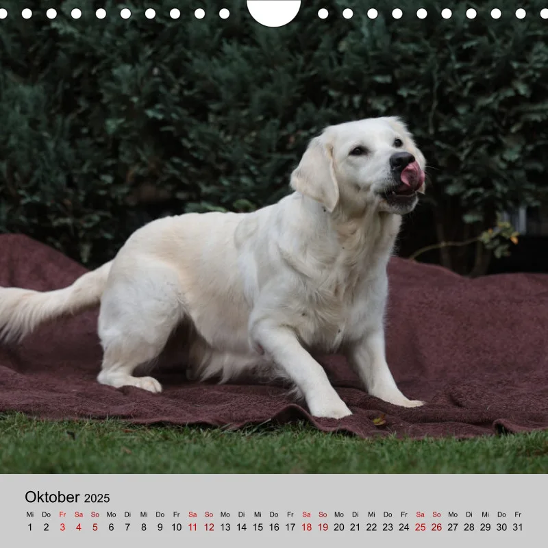 Golden Retriever Rudel