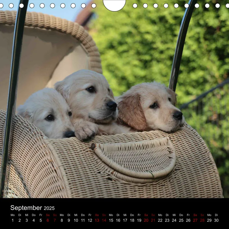 Goldie Welpen