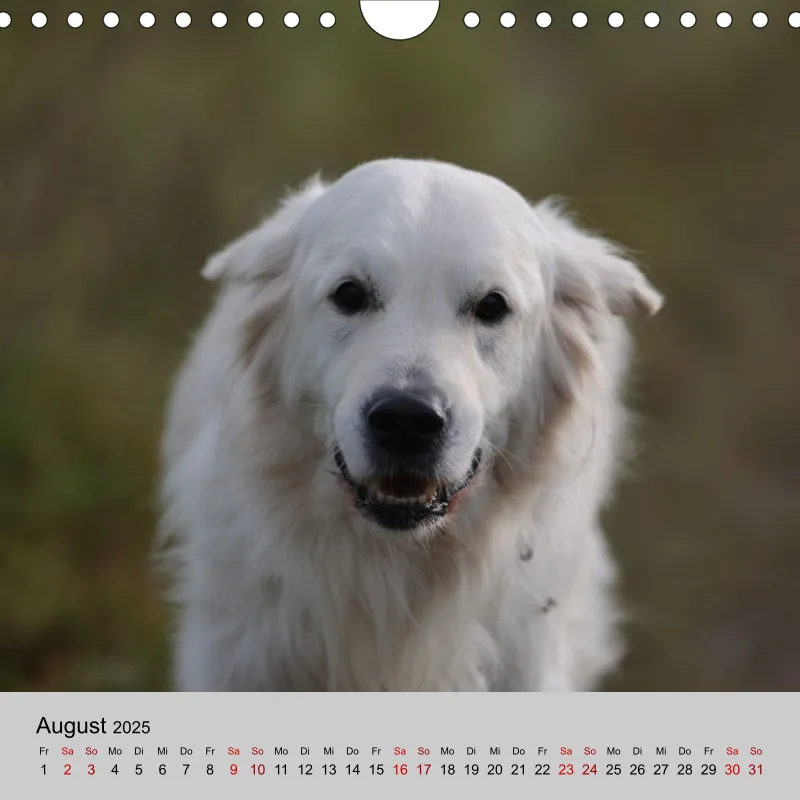 Golden Retriever Rudel