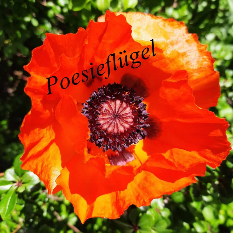 Mohnkissen