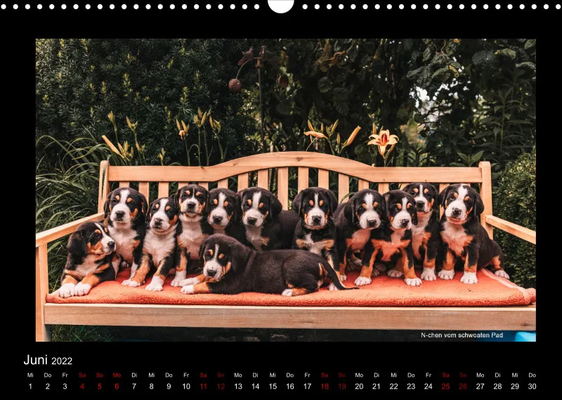 GSS Forenkalender 2022