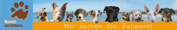Hunde aus Mallorca