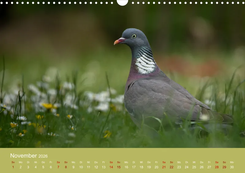 Tiere im Garten