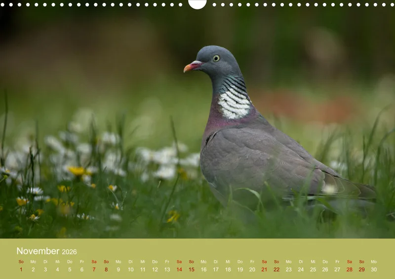 Tiere im Garten