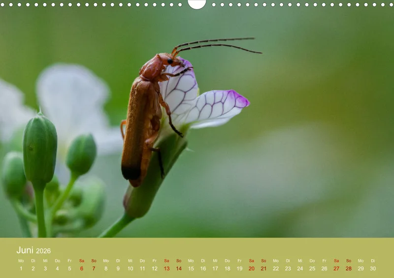 Tiere im Garten