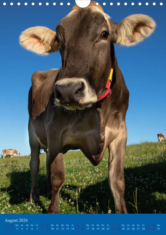 Kühe