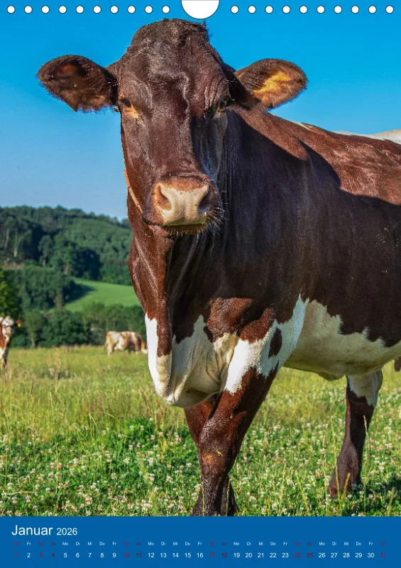 Kühe
