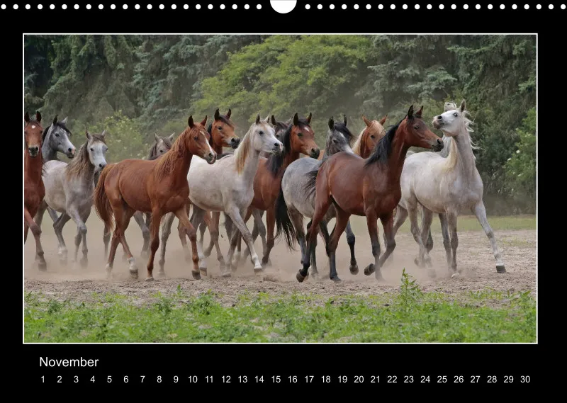 Herds of Arabian Horses - ein immerwährender Wandkalender