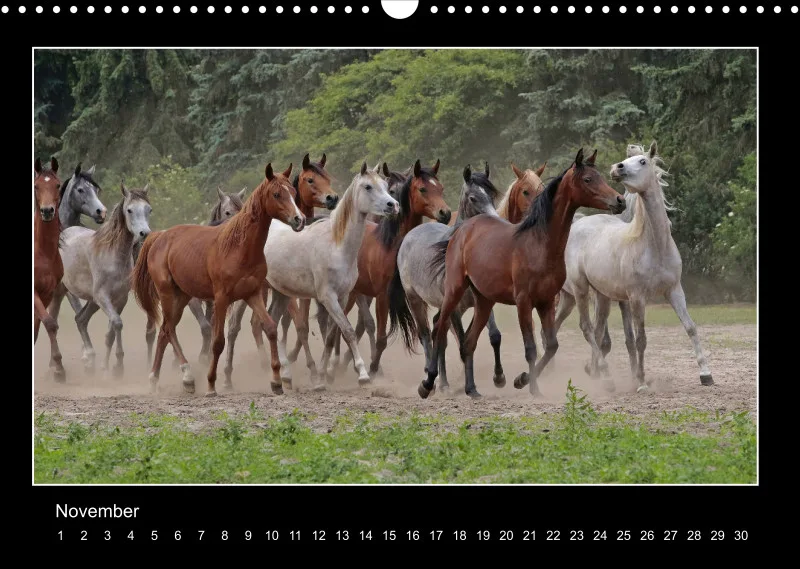 Herds of Arabian Horses - ein immerwährender Wandkalender