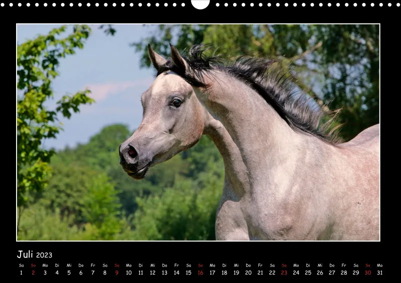 Beloved Arabian Horses 2023