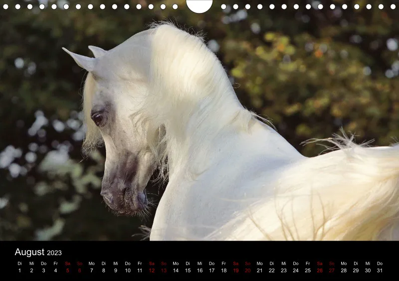 Beloved Arabian Horses 2023