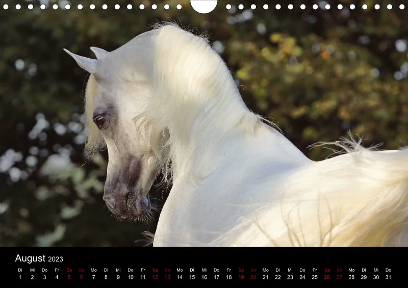 Beloved Arabian Horses 2023