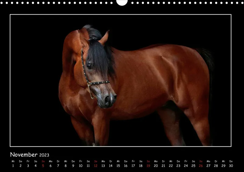Beloved Arabian Horses 2023