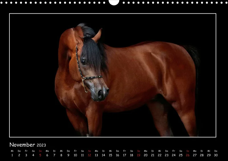 Beloved Arabian Horses 2023