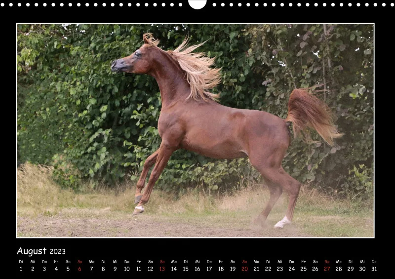Beloved Arabian Horses 2023