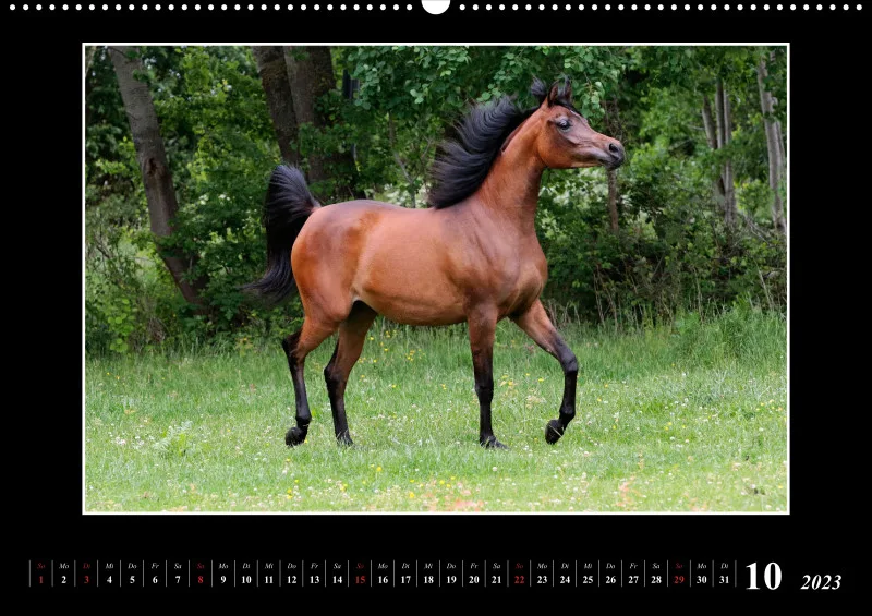 Beloved Arabian Horses 2023