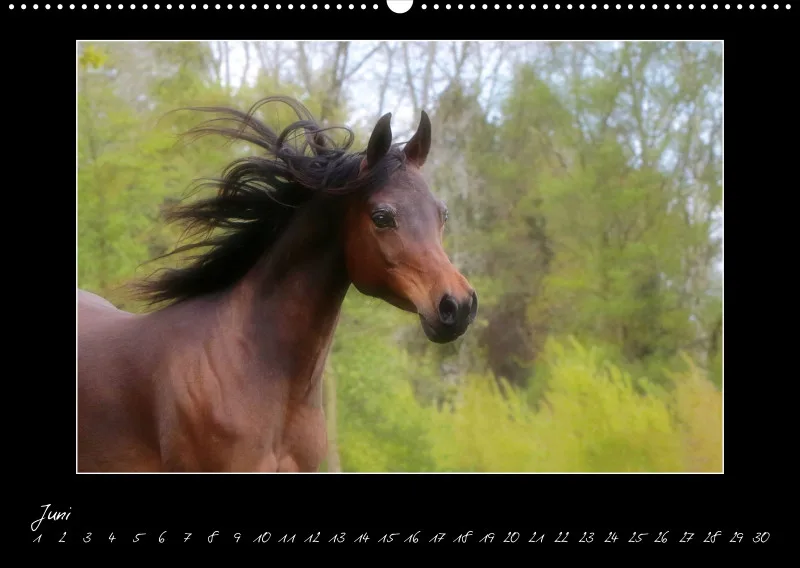 Arabian Passion Forever - der immerwährende Kalender !