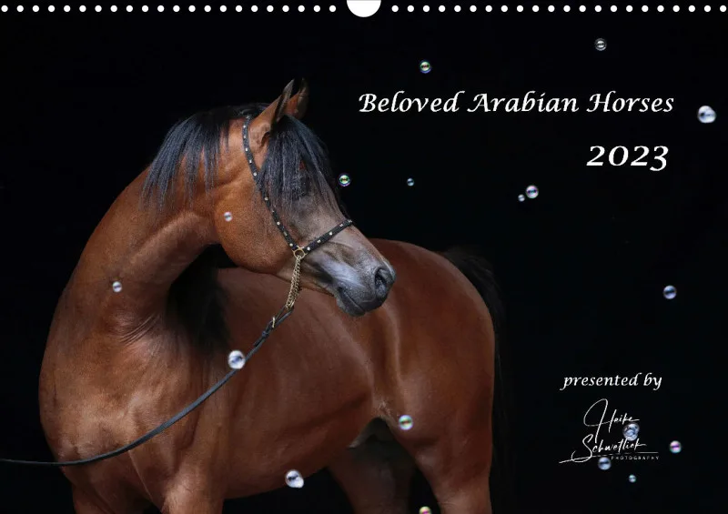 Beloved Arabian Horses 2023