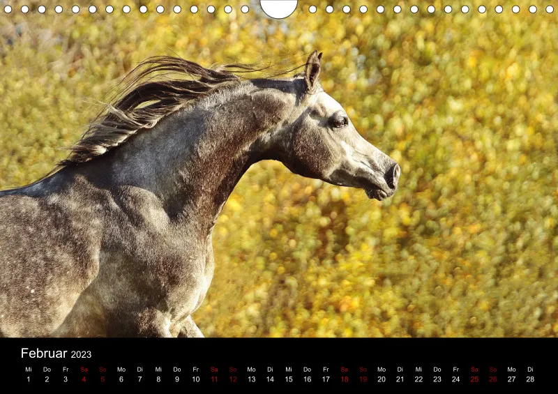 Beloved Arabian Horses 2023