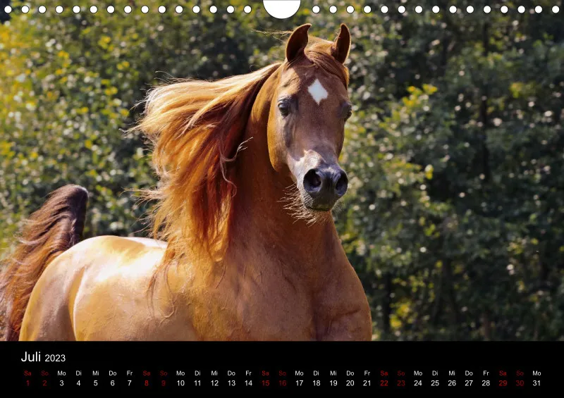 Beloved Arabian Horses 2023