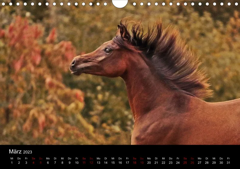 Beloved Arabian Horses 2023