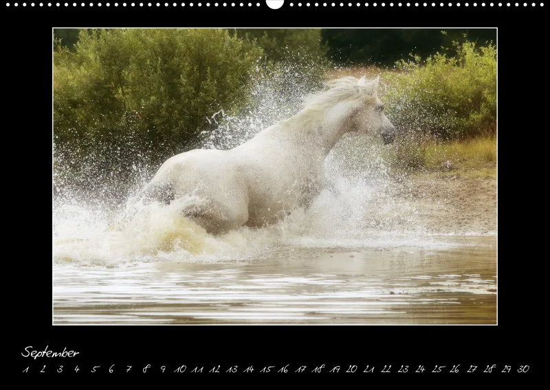 Arabian Passion Forever - der immerwährende Kalender !