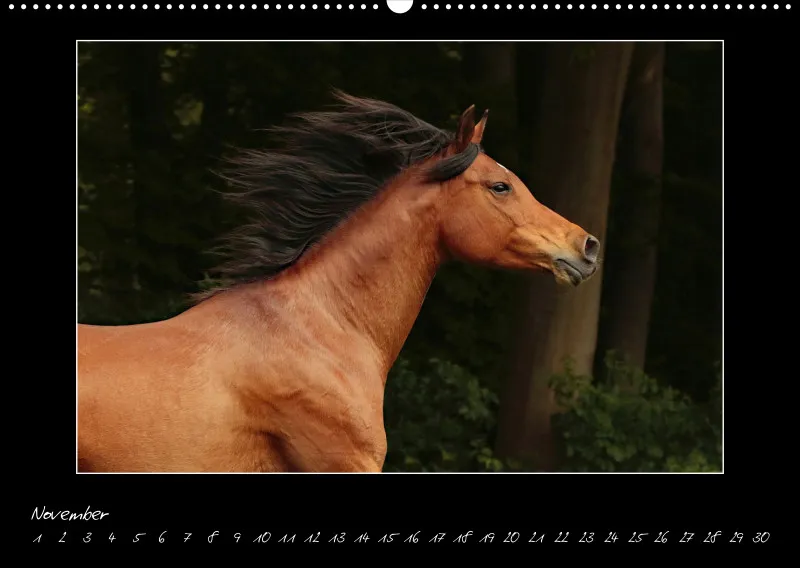 Arabian Passion Forever - der immerwährende Kalender !