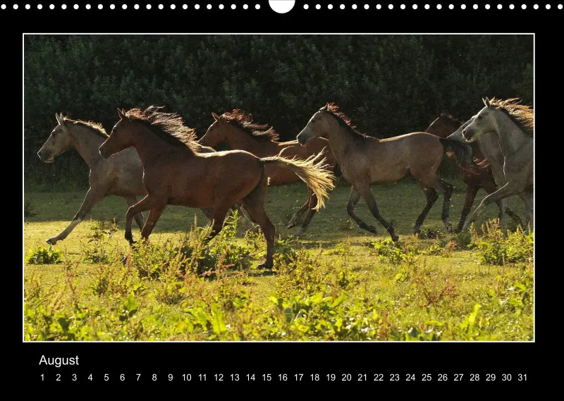 Herds of Arabian Horses - ein immerwährender Wandkalender